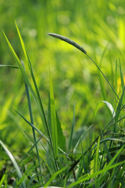 Closeup shot of green fresh grass and plants