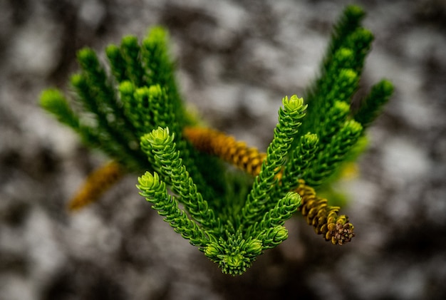 Closeup shot of green fresh leaves with blurred