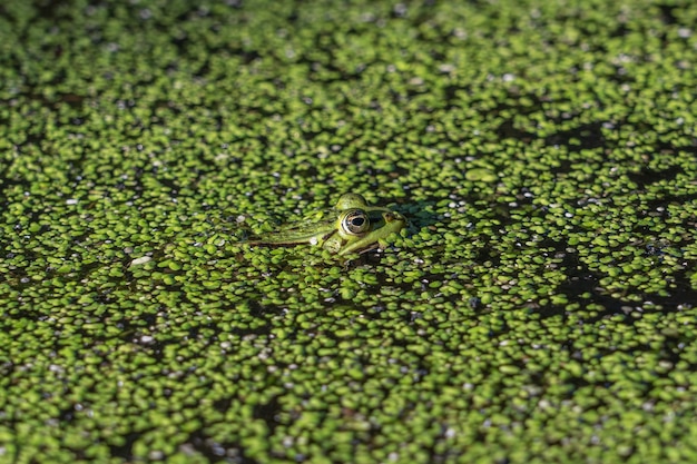 녹색 식물이 가득한 물에서 수영하는 녹색 개구리의 근접 촬영 샷