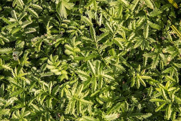 Closeup shot of green Geothermal ferns in a garden