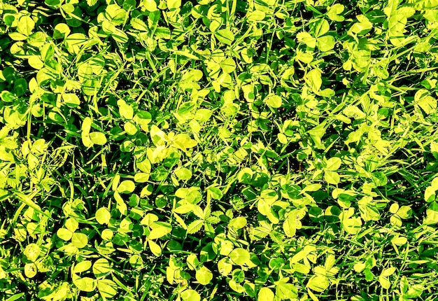 Снимок крупным планом зеленой травы на Канарских островах