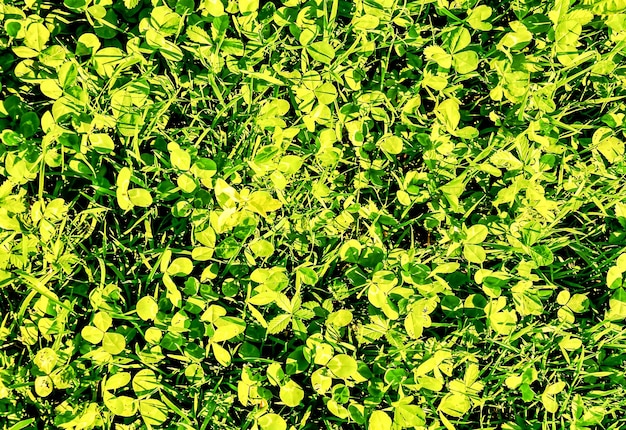 Closeup shot of green grass in the Canary Islands