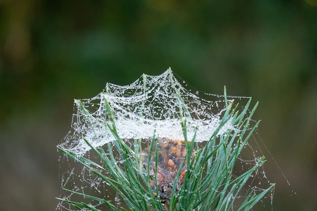 Closeup shot of green grass covered in wet spider web