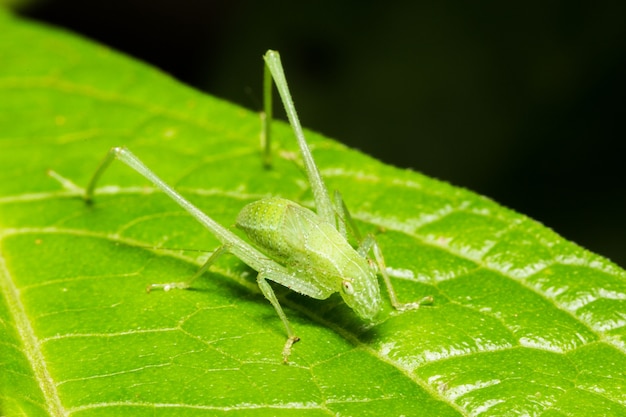 Closeup shot of a green grass hopper on a leaf