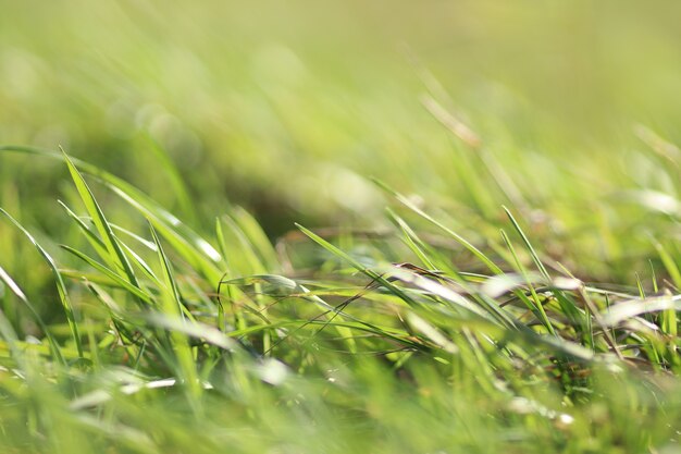 Closeup shot of green grass