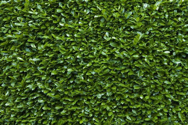 Closeup shot of the green hedge texture background