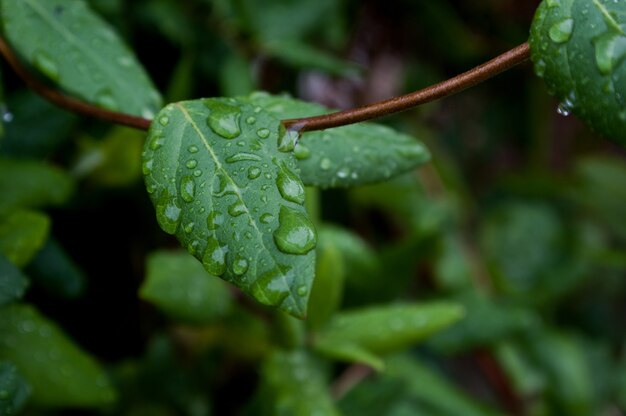 이슬로 뒤덮인 녹색 인동덩굴 잎의 근접 촬영 샷