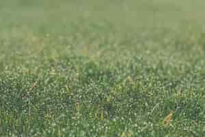 Free photo closeup shot of a green lawn under the sunlight