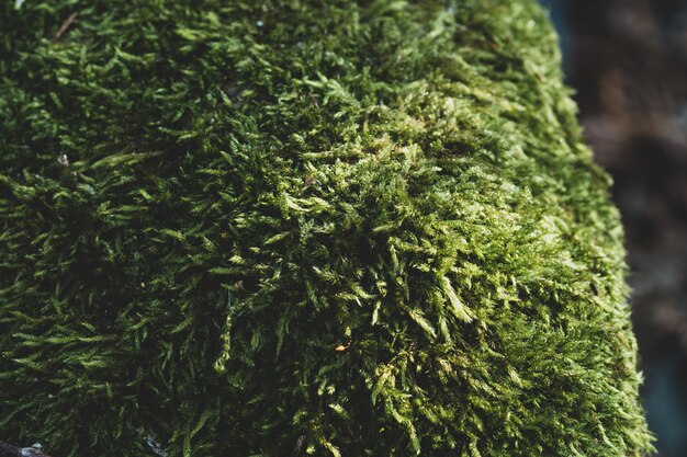 Closeup shot of green lawn with a blurred background