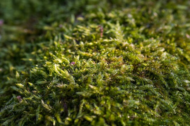 Closeup shot of green lawn