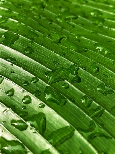 Closeup shot of a green leave with water drops after the rain