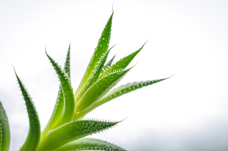 Free Photo closeup shot of the green leaves of an aloe plant