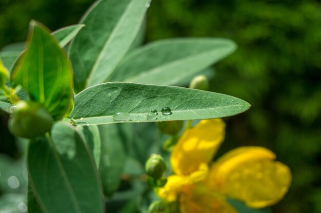 Closeup shot of green leaves covered with dewdrops on a blurred background