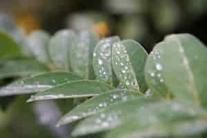 Free photo closeup shot of green leaves covered with dewdrops