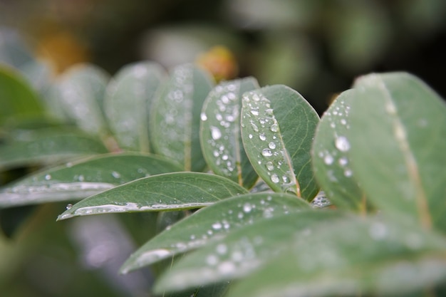 녹색 잎의 근접 촬영 샷 dewdrops로 덮여