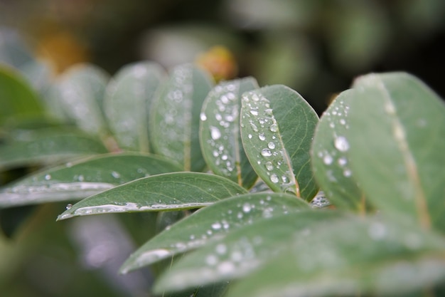 Closeup shot of green leaves covered with dewdrops