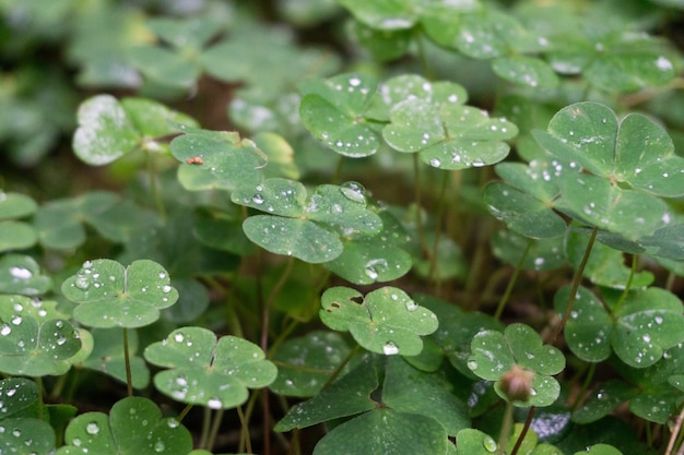 Closeup shot of green leaves covered with dewdrops