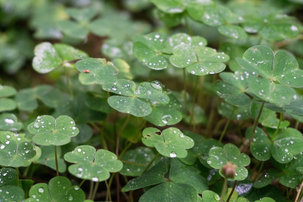 녹색 잎의 근접 촬영 샷 dewdrops로 덮여