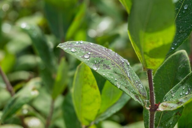 Closeup shot of green leaves covered with dewdrops
