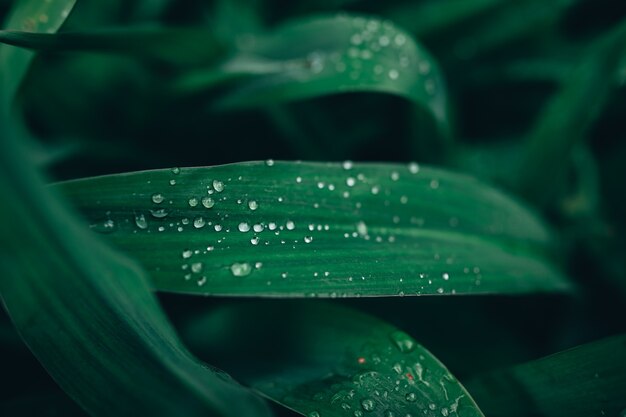 Closeup shot of green leaves covered with dewdrops