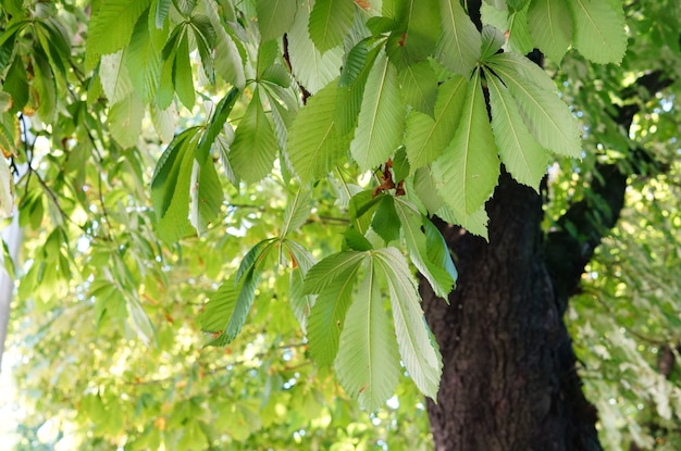 나무에 녹색 잎의 근접 촬영 샷