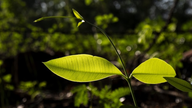 Free photo closeup shot of green leaves with bokeh background