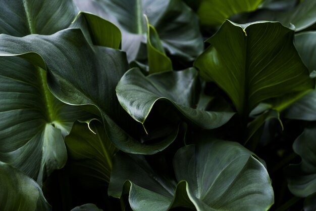 Closeup shot of green leaves