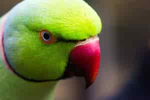 Free photo closeup shot of a green lovebird with blurred background