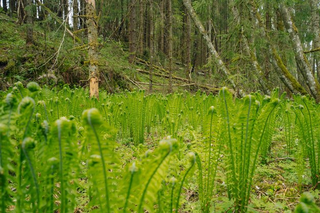 緑のダチョウシダ植物のクローズアップショット