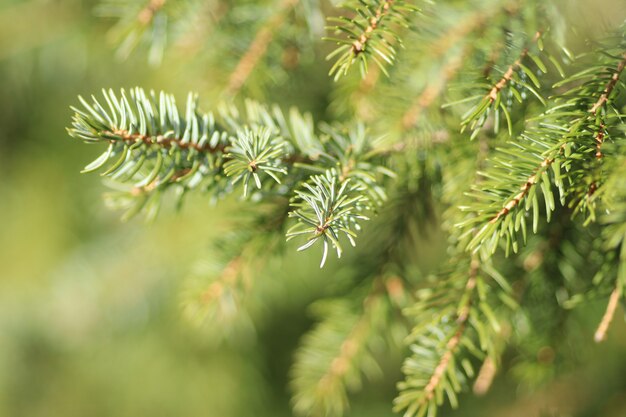 Closeup shot of green pine tree needles with a blurred