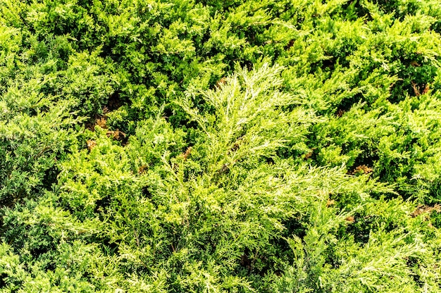 Closeup shot of green pine trees
