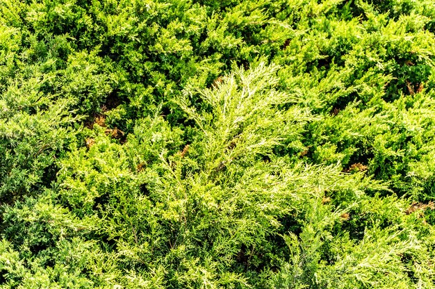 Closeup shot of green pine trees