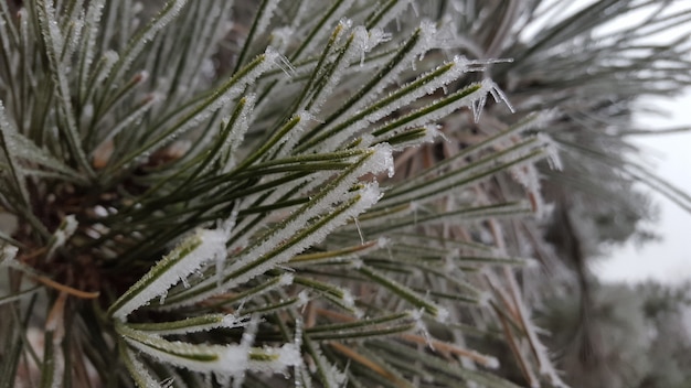 Closeup shot of a green plant covered with white frost