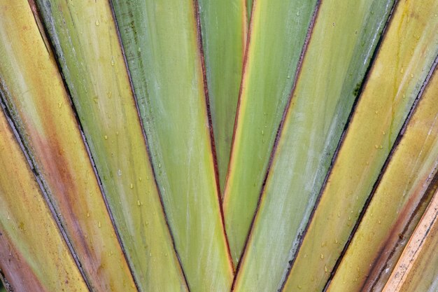 Closeup shot of a green plant leaves background