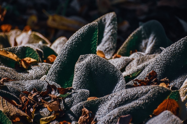 Free photo closeup shot of green plants covered in frost