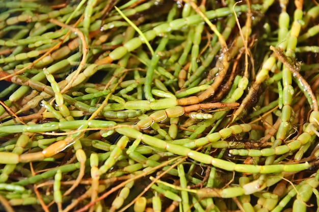 Closeup shot of green plants on the ground in a forest