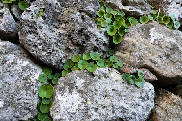 큰 바위 사이에서 성장하는 녹색 식물의 근접 촬영 샷