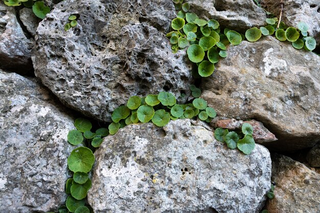 大きな岩の間に成長する緑の植物のクローズアップショット