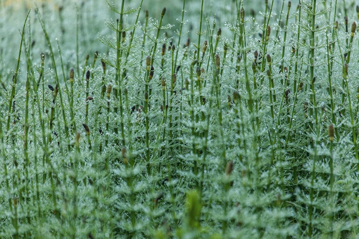 無料Photo アルメニアの美しいゴッシュ湖の真ん中で成長している緑の植物のクローズアップショット