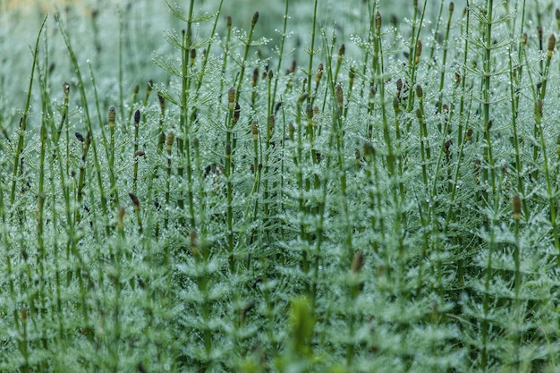 Closeup shot of green plants growing in the middle of the beautiful Gosh Lake, Armenia