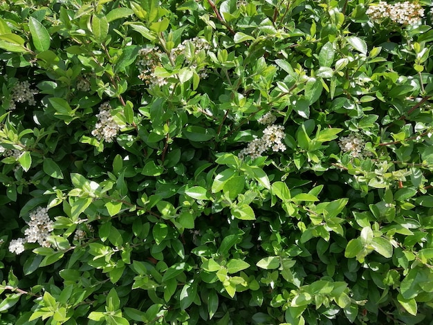 Closeup shot of green plants