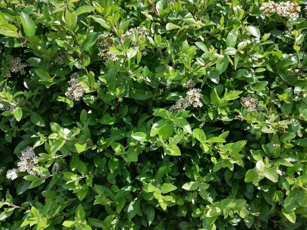 Closeup shot of green plants