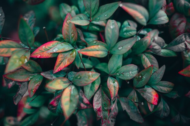 이슬 방울로 덮인 녹색과 빨간색 잎의 근접 촬영 샷