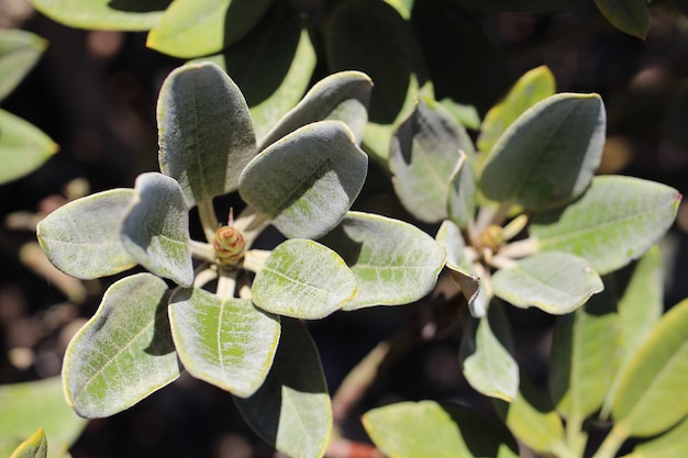 Closeup shot of green Rhododendron leaves on a blurred background