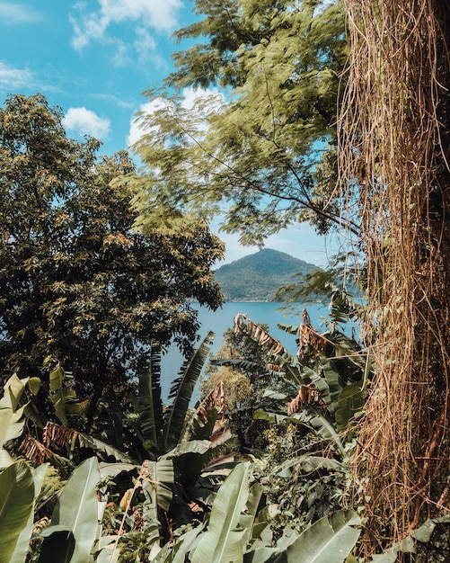 Free photo closeup shot of the green scenery surrounding the beach in rio de janeiro