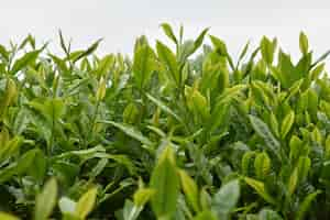 Free photo closeup shot of green tea plant leaves on a blurred background