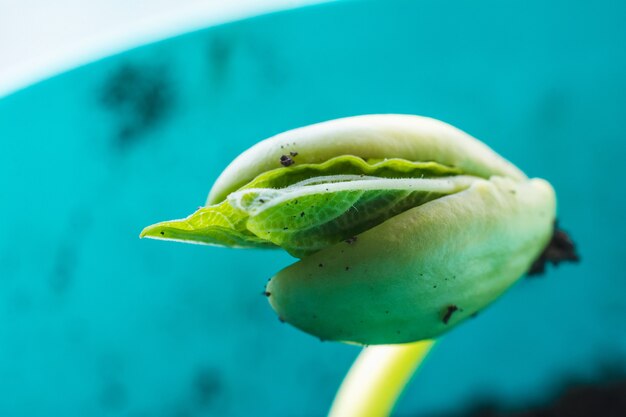 Closeup shot of a green young plant sprout growing in the soil