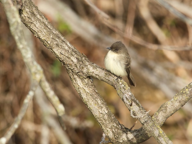 枝に灰色の鳥のクローズ アップ ショット