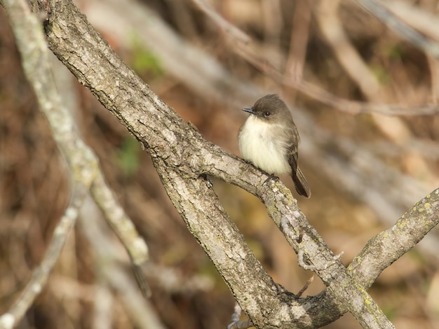 Closeup shot of grey bird on a branch