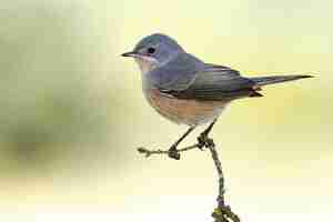 Free photo closeup shot of a grey catbird perched on a tree branch